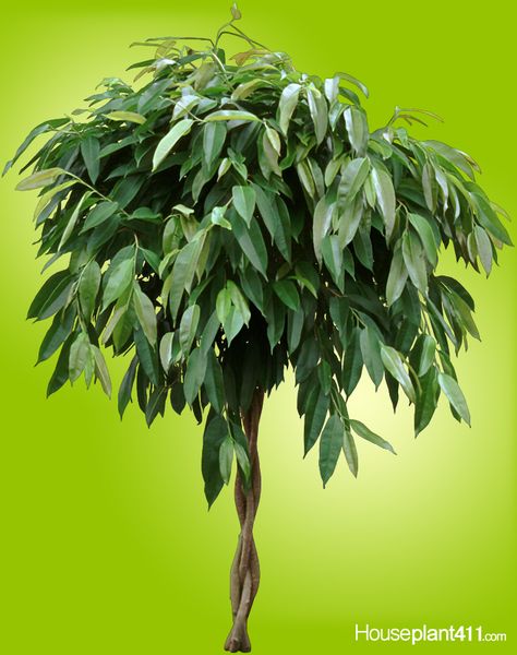 Ficus "Alii" or "Amstel King" light, water, fertilizer tips and more at: at: https://www.houseplant411.com/houseplant/ficus-alii-how-to-grow-care Ficus Alii, Plant Care Guide, Diy Mailbox, Ficus Benjamina, Plant Care Houseplant, Ficus Lyrata, Ficus Tree, Ficus Elastica, Indoor Trees