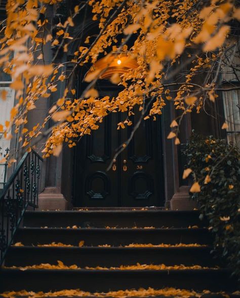 Ode to Things (@odetothings) • Instagram photos and videos Black And Orange Aesthetic, Dog Window, Widget Ideas, Orange Aesthetic, Autumn Painting, Autumn Beauty, Black And Orange, Autumn Cozy, Autumn Aesthetic