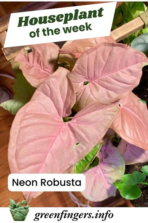 The Neon Robusta will enchant you with its vibrant pink-tinged foliage. Its arrow-shaped leaves, adorned with a mix of pink and green hues, bring a playful and colorful vibe to your living space. This plant is not only visually appealing but also easy to care for, making it a favorite among beginner and experienced plant lovers. Planting Zones Map, Syngonium Podophyllum, Aquaponic Gardening, Smart Garden, Indoor Herb Garden, Herbs Indoors, Climbing Vines, Garden Guide, Parts Of A Plant