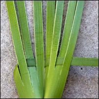 Weaving a flax flower, or putiputi - Ali Brown Weaving Maori Activities, Weaving Leaves, Harakeke Weaving, Maori Weaving, Leaf Weaving, New Zealand Flax, Flax Weaving, Basket Weaving Diy, Coconut Leaves