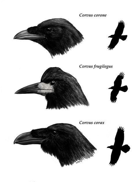 January- Crows by ~unlobogris -Carrion crow (Corvus corone) -Rook (Corvus frugilegus) -Raven (Corvus corax) Tattoos Strength, Crow Facts, Tattoos Ear, Tattoos Elephant, Crow Drawing, Crow Tattoos, Crow Pictures, Crow Images, Crows Drawing