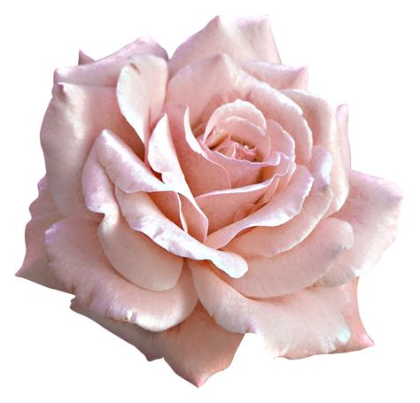 Pink Rose Png, Rosé Png, Aesthetic Roses, Flower Icons, Png Aesthetic, Rosé Aesthetic, Light Pink Rose, Roses Pink, Pink Rose Flower