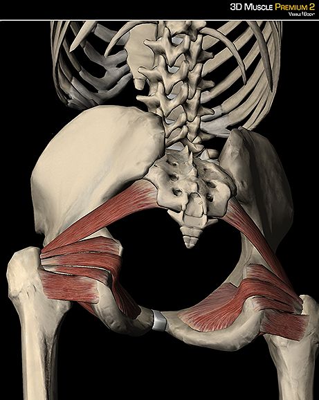 Hip Anatomy, Primal Movement, Psoas Release, Piriformis Syndrome, Human Body Anatomy, Muscle Anatomy, Human Skeleton, Medical Anatomy, Body Anatomy