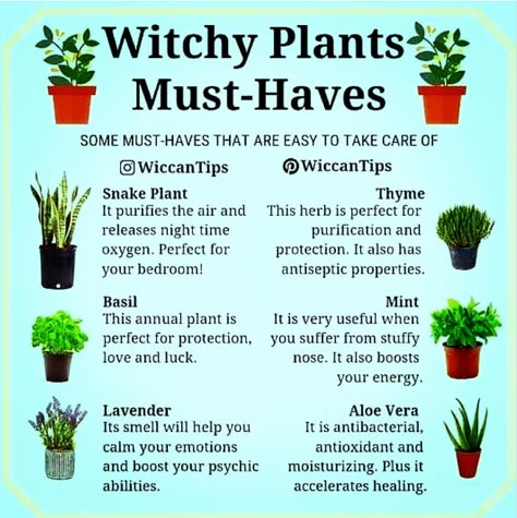 Witch Plants, Witchy Plants, Wicca Herbs, Witch Herbs, Green Witchcraft, Magia Das Ervas, Wiccan Magic, Witch Spirituality, Witch Garden