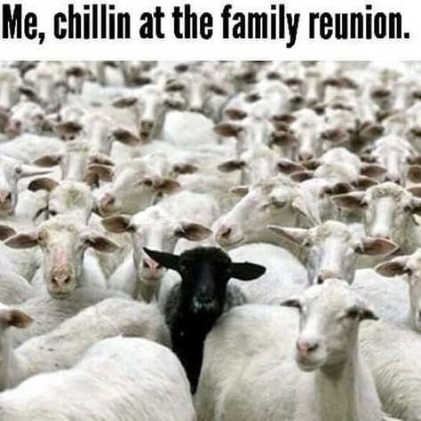 Black Sheep of the Family Black Sheep Quotes, Family Meme, Black Sheep Of The Family, Toxic Family, Black Sheep, Cool Countries, Family Quotes, Family Reunion, Bones Funny