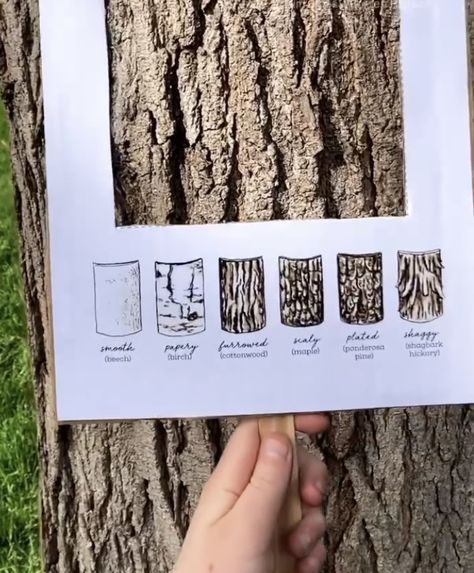 Ways To Study, Year Ring, About Trees, Forest School Activities, Tree Study, Nature School, Creative Curriculum, Wonders Of Nature, Outdoor Classroom