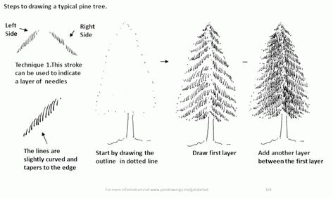 Pine Tree Reference Drawing, How To Sketch Pine Trees, Pine Line Drawing, How To Draw An Evergreen Tree, Sketch Pine Tree, How To Draw Winter Trees, Pine Tree Ink Drawing, How To Draw Pine Trees Step By Step, How To Draw A Pine Tree