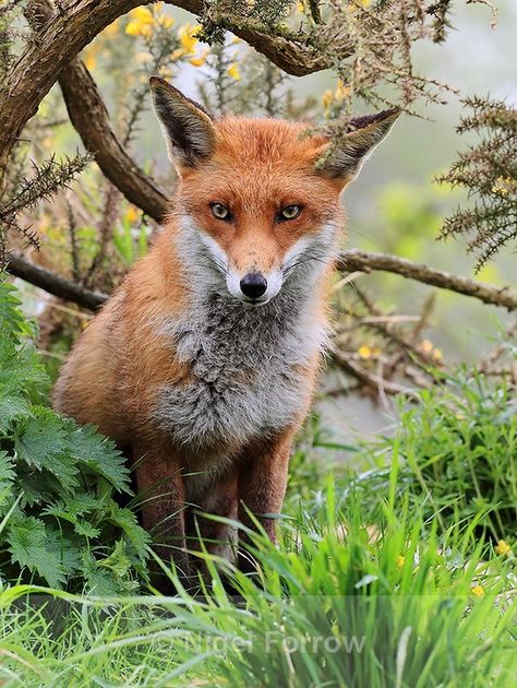 Red Fox at the British Wildlife Centre - Fox Scottish Animals, Life Reference, Felting Inspiration, Animal Photography Wildlife, Vulpes Vulpes, Forest And Wildlife, Foxes Photography, British Birds, Born Free