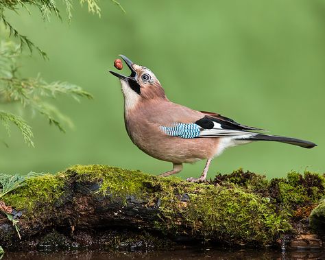 Eurasian Jay Bird, English Woodland, Eurasian Jay, Spiritual Images, Jackdaw, Jay Bird, British Wildlife, Kinds Of Birds, Ink Sketch