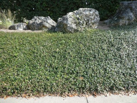 Asian Jasmine an excellent ground cover | Real Estate | chronicleonline.com Jasmine Ground Cover, Ground Cover Ideas, Asian Jasmine, Florida Gardens, Jasmine Plant, Green Veins, Sprouting Seeds, Coastal Gardens, Tree Canopy