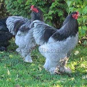 Blue Brahmas Brahma Rooster, Tattoos Pets, Pet Tattoo Ideas, Dragon Chicken, Brahma Chicken, Backyard Chicken Coop Plans, Fancy Chickens, Pet Drawing, Beautiful Chickens