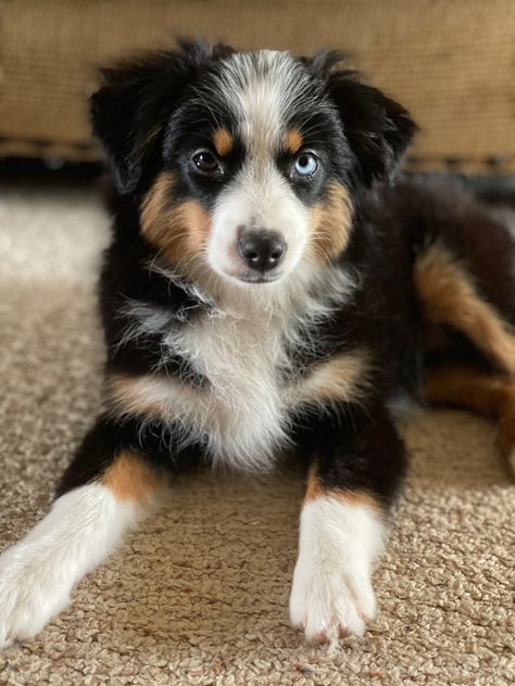 Black Tri Toy Australian Shepherd, Toy Aussie Full Grown, Toy Aussies, Mini Aussie Shepherd, Mini Aussie Puppy, Ranch Animals, Mini Aussies, Toy Australian Shepherd, Toy Aussie