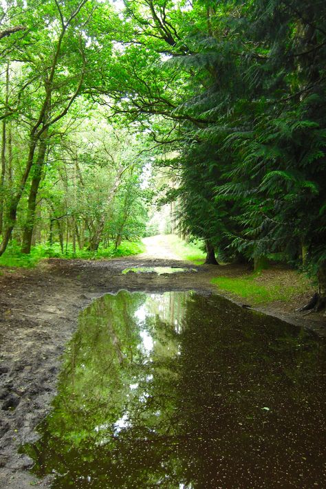 Thetford Forest. Wonderful walks - even the puddles are pretty. Thetford Forest, Woodland Art, Gothic Fantasy Art, Weird Dreams, Planet Earth, Planets, Forest, Fantasy Art, Country Roads