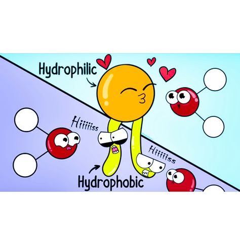 Phospholipid bilayer - hydrophobic and hydrophillic. #cell membrane Microbiology Humor, Phospholipid Bilayer, Cell Biology Notes, Biology Jokes, Biology Memes, General Biology, Biology Revision, Nursing Motivation, Biology Resources