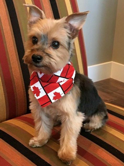 Yorkie Puppy Haircuts, Yorkie Haircut, Yorkie Haircuts, Chilliwack Bc, Teacup Yorkie Puppy, Yorkie Puppy For Sale, Yorkie Mix, Daisy Dog, Dog Haircuts