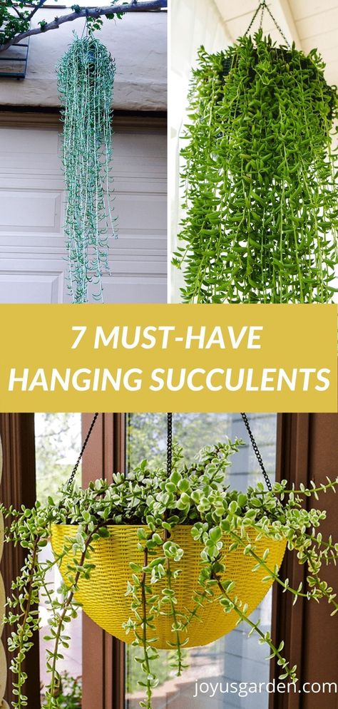 Hanging Basket Succulents, Hanging Plants Succulents, Hanging Cactus Plants Outdoor, Easy Hanging Plants Outdoor, Hanging Pot Plants Outdoors, Small Hanging Plants Outdoor, Backyard Hanging Plants, Succulent Display Ideas Outdoors, Succulents That Hang Down