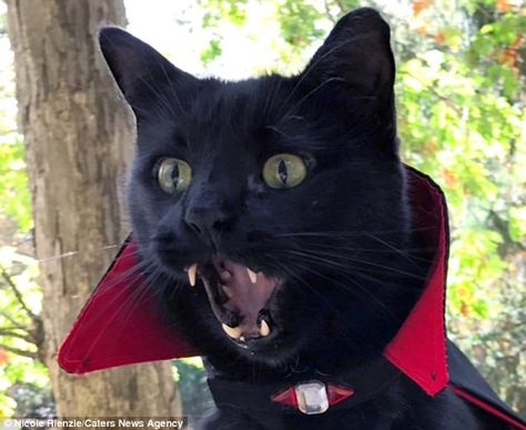 Vampire Cat, Chat Halloween, Cat Themed Gifts, A Black Cat, Cat Costumes, Anime Cat, Cat Aesthetic, Pet Costumes, Pretty Cats