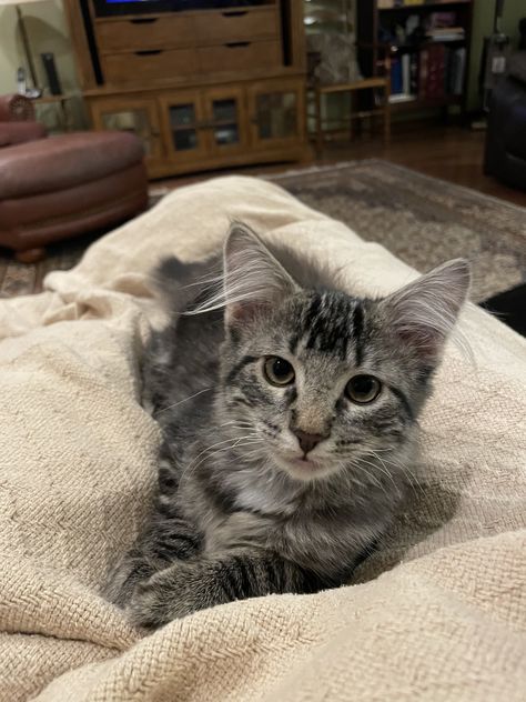 Silver Tabby Kitten, Gray Tabby, Cute Donkey, Tabby Kitten, Heart Warming, Farm Animals, Kittens, Horses, Animals