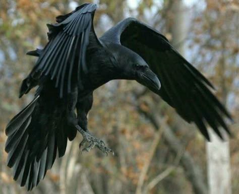 Raven in flight.: Crows Ravens, Animal Photography, The Crows, The Ravens Native American Myths, Rabe Tattoo, Quoth The Raven, Raven Bird, Raven Tattoo, Jackdaw, Raven Art, Crows Ravens, The Crow