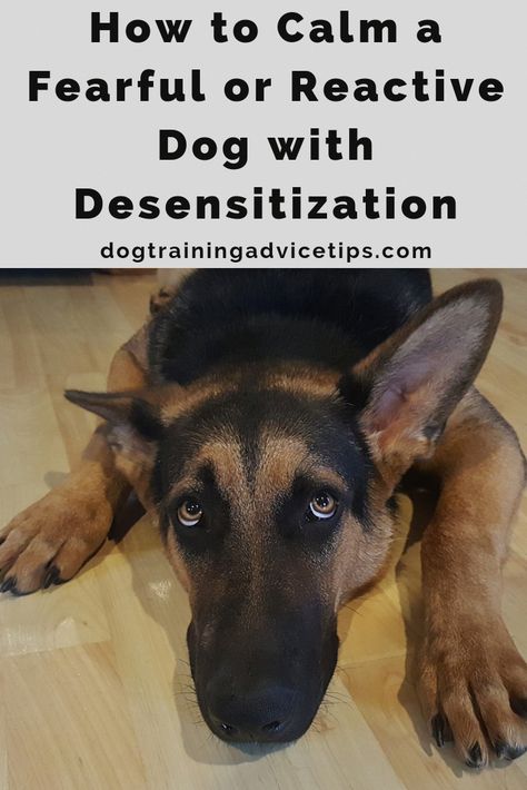 Dog Minding, Reactive Dog, Easiest Dogs To Train, Dog Training Advice, Dog Brain, Train Your Dog, Dog Hacks, Training Your Puppy, Cat Training