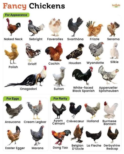 Fancy Chicken Breeds, Fancy Chickens Breeds, Chicken Breeds With Pictures, Fancy Chicken Coop, Different Breeds Of Chickens, Rare Chicken Breeds, Breeds Of Chickens, Corn Mash, Medicine Recipes