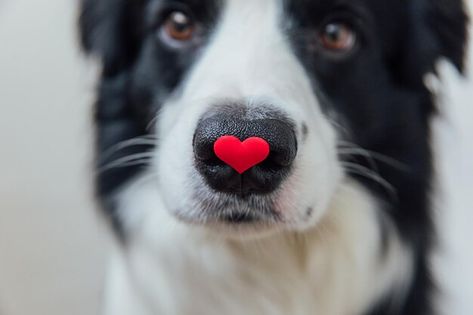 Dog Border Collie, Puppy Valentines, Valentines Day Dog, Pink Gift Box, Dog Photoshoot, Valentines Day Photos, Border Collie Dog, Valentine Photo, Dog Valentines