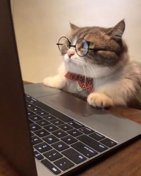 A Cat, Computer