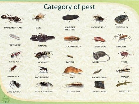 “Category of pest“ Bee Repellent, Story Help, Paddy Field, Integrated Pest Management, Fire Ants, Bees And Wasps, Pest Management, Fruit Flies, Film Horror