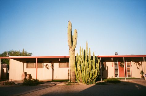 arizona, cactus, film, vintage, aesthetic, southwest, southwest vibes, travel, photography, camera, 35mm, old school, sunset, summer, summer vibes, pretty sunset photo, nature Cactus Desert Aesthetic, Southwest Usa Aesthetic, Vintage Arizona Aesthetic, South Western Aesthetic, Southwest Gothic Aesthetic, Arizona Summer Aesthetic, Arizona House Aesthetic, Tucson Aesthetic, Arizona Gothic