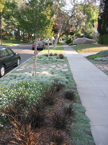 Dymondia margaretae (at right) makes an excellent steppable groundcover in full sun. Streetside Landscaping, Grass Substitute, Sidewalk Garden, Sidewalk Landscaping, Xeriscape Front Yard, Blue Fescue, Drought Tolerant Garden, Drought Tolerant Landscape, Front Yard Design