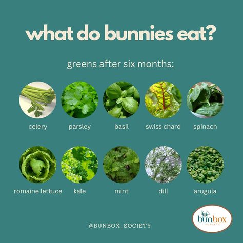 Whether you are a pet mom or a child mom, the first question you ask yourself every morning is, “What should I feed them today?” Here are some nutritious ideas for feeding your bunnies. Feeding your bunnies a balanced diet is essential for their health and well-being. Here are some nutritious options: 1. Hay. The primary component of a bunny’s diet should be high-quality hay, such as timothy, orchard grass, or oat hay. It provides the necessary fiber for their digestive system. 2. Fresh V... What Do Bunnies Eat, Bunny Diet, Diy Bunny Cage, Bunny Care Tips, Funny Bunny Videos, Bunny Food, Pet Rabbit Care, Rabbit Diet, Brer Rabbit