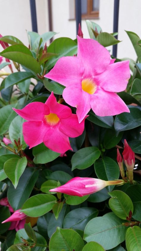 Mandeville Plant, Mandevilla Vine, Tropical Flower Plants, Hydrangea Care, Annual Flowers, Flowers For You, How To Attract Hummingbirds, Flowering Vines, Shade Garden