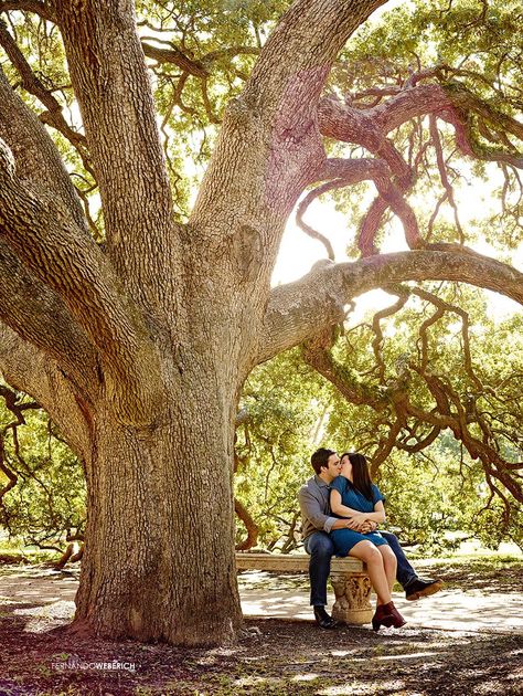 A&M Century tree engagement photo. College Station engagement photography. Proposal Pictures, Proposal Photos, Couples Engagement Photos, Grad Pics, College Station, Photo Tree, Couple Shoot, Engagement Photo, Engagement Pictures