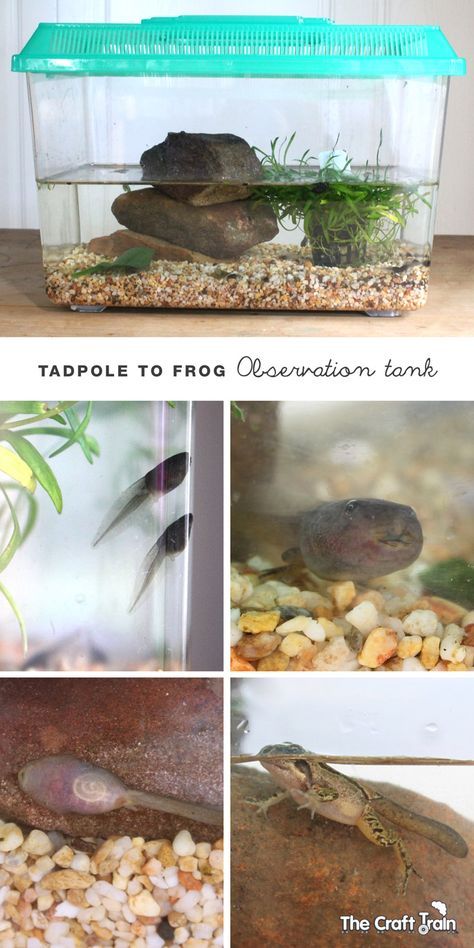 Setting up a tadpole to frogs observation tank Tadpole Tank, Tadpole To Frog, Classroom Pets, Class Pet, Frog Life, Frog Theme, Kindergarten Science, Preschool Science, Homeschool Science