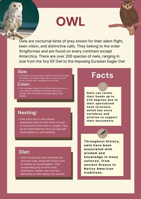 All About owl#owl#bird#owlfood bird poster Elf Owl, Owl Facts, Eurasian Eagle Owl, Bird Facts, Cool Facts, Nocturnal Birds, Small Owl, Night Owls, Bird Poster