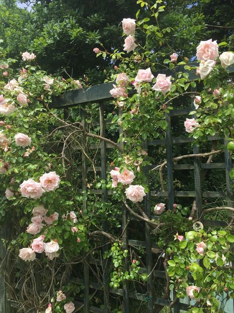 Old climbing roses c Creeping Roses, Climbing Roses, Film Set, Wild Roses, English Garden, Rose Garden, Historical Photos, Devon, Old Fashioned