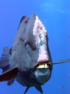 Bumphead Parrotfish, Animal Inspiration, Animal Images, Alien Creatures, Ocean Creatures, Animals Images, Nature Animals, Sea Life, Aliens