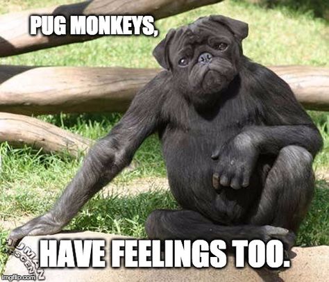 Pug Monkeys Have Feelings Too Animal Help, Great Cat, Montage Photo, Chernobyl, Creature Feature, Dog Boarding, Cat Rescue, Dog Care, Big Dogs