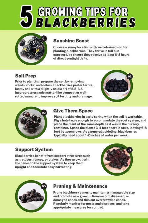 Infographic titled 'Growing Tips for Blackberries.' Explore five essential tips for successful blackberry cultivation, including site selection, soil preparation, proper planting techniques, support structures, pruning and maintenance, and watering guidelines. Enhance your blackberry gardening with these valuable tips and enjoy a plentiful harvest of juicy and flavorful blackberries. Blackberry Patch, Blackberry Plants, Growing Blackberries, Berry Garden, Vegetable Garden Planner, Berry Plants, Berry Bushes, Vegetable Garden Diy, Fruit Food