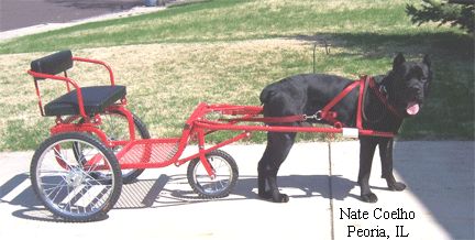 Image 1 Dog Wagon, Dog Carting, Mini Horse Cart, Dog Mushing, Horse Driving, Dog Harness Pattern, Dog Cart, The Third Wheel, Dog Equipment