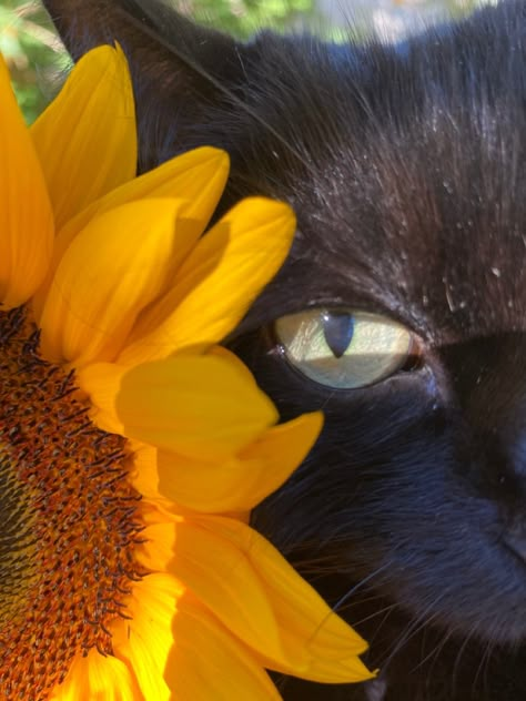 Cat In A Flower Field, Aesthetic Artsy Wallpaper, Cat In Sun, Cat With Sunflower, Cat Sunflower, Black Cat Pictures, Cats Flowers, Blue Flowers Bouquet, Sunflower Pictures