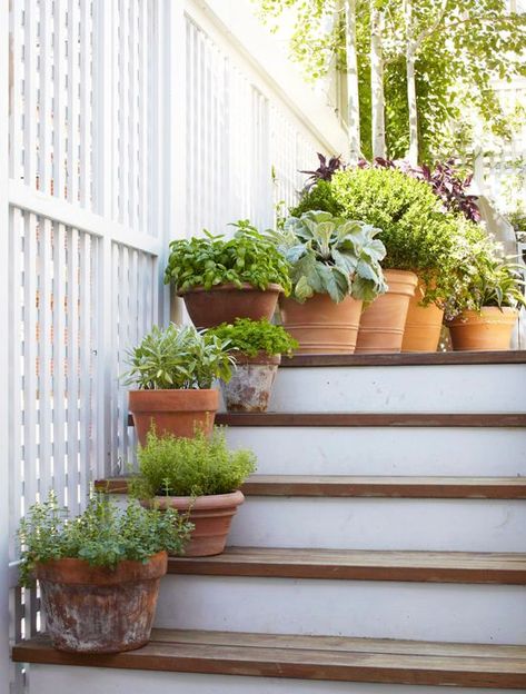 Potted Garden, Apartment Gardening, Garden Steps, Herb Gardens, Front Steps, Herb Pots, Pot Plants, Garden Inspo, Garden Guide