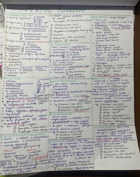 Animal Kingdom Short Notes, Biological Classification Short Notes, Animal Kingdom Notes Neet, Animal Kingdom Notes Class 11, Animal Kingdom Notes, Biology Tricks, Biology Class 11, Bio Notes, Neet Notes