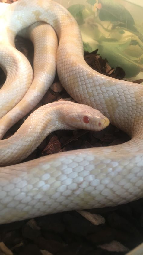 Our truly stunning Snow Cornsnake, Alaska !  #cornsnake Albino Corn Snake, Snow Corn Snake, Reptile Art, Corn Snake, Snakes, Pet Shop, Alaska, Corn, Animals