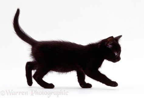 little black kitty Surrealism Fashion, Planner Images, Widget Pictures, Black Kittens, Cat Poses, Cat Reference, Cat Pose, Kitten Gif, Animal Reference