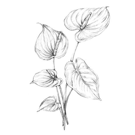 Black & white botanical collection — Anna Farba Illustration Botanical Illustration Black And White, Tropical Flower Tattoos, Small Hummingbird Tattoo, Botany Illustration, Anthurium Flower, Doodle Art Flowers, Illustration Studio, Flower Line Drawings, Plant Tattoo