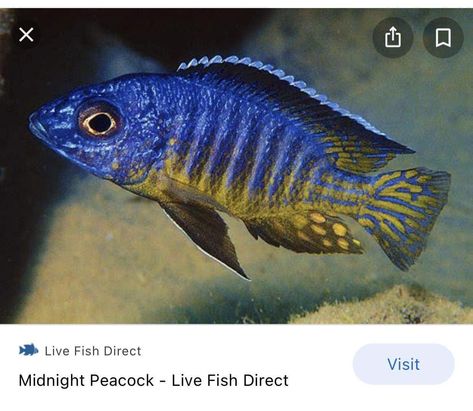 Lake Malawi Cichlids, Malawi Cichlids, Stock List, African Cichlids, Peacocks, Aquarium Fish, Fish Pet, Anatomy, Lake