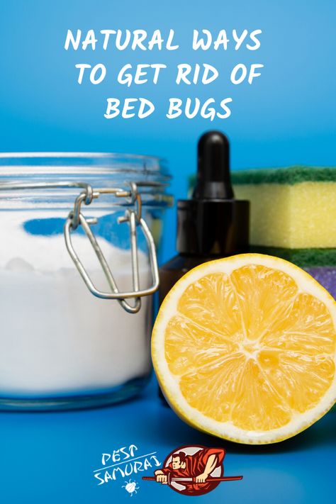 When it comes to getting rid of the bed bugs in your home, there are natural options available. In this article, we’ve researched six safe, do-it-yourself fixes for bed bugs that will help make your home both pest AND pesticide free! So, what are these natural ways to get rid of bed bugs? Let’s review each of them in detail to find out which solution best fits your needs. #bedbugsbites #bedbugs #getridofbedbugs #preventbedbugs #stopbedbugs Bed Bug Remedies, Bedbugs Removal, Get Rid Of Bed Bugs, Tracy Smith, Bed Bug Spray, Kill Bed Bugs, Vegan Probiotics, Rid Of Bed Bugs, Bed Bug Bites