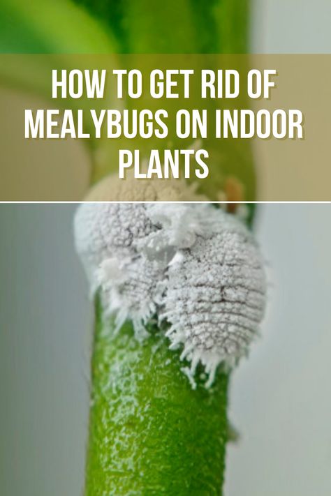 Do you know how to Get Rid of Mealybugs? Mealybugs are soft-bodied, sap-sucking insects. Here are five of the best ways to get rid of mealybugs. 🐜 😁 How To Get Rid Of Mealy Bugs On Plants, Mealy Bugs How To Get Rid Of, Mealybugs How To Get Rid, Grow Seeds, Mealy Bugs, House Flipping, Lunar Moon, Plant Pests, Garden Help