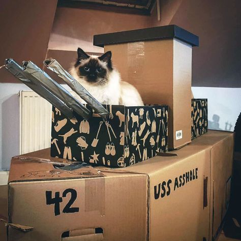 Box Fort, Cat Tanks, Cat Box, Little Monsters, Cat Owners, Funny Photos, Feline, Animal Lover, Fort